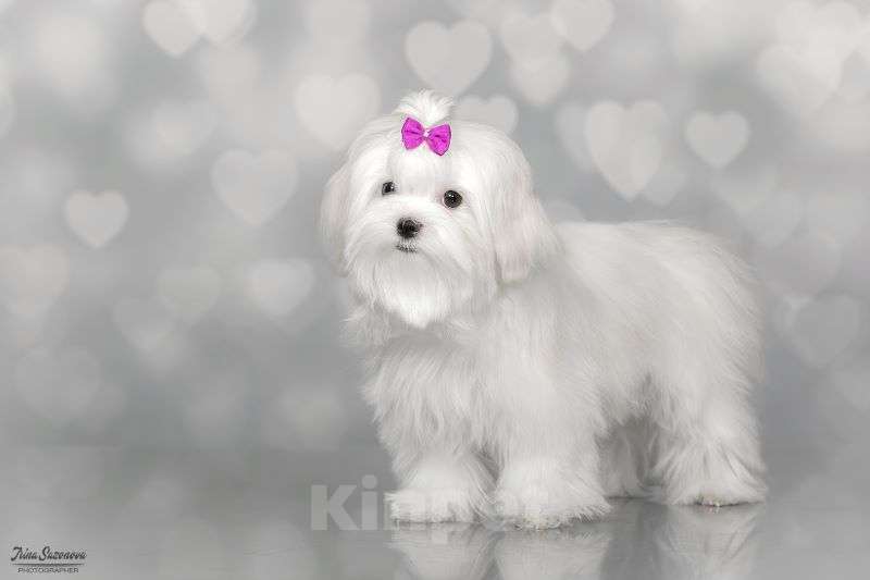 Собаки в Москве: мальтезе Девочка, Бесплатно - фото 3