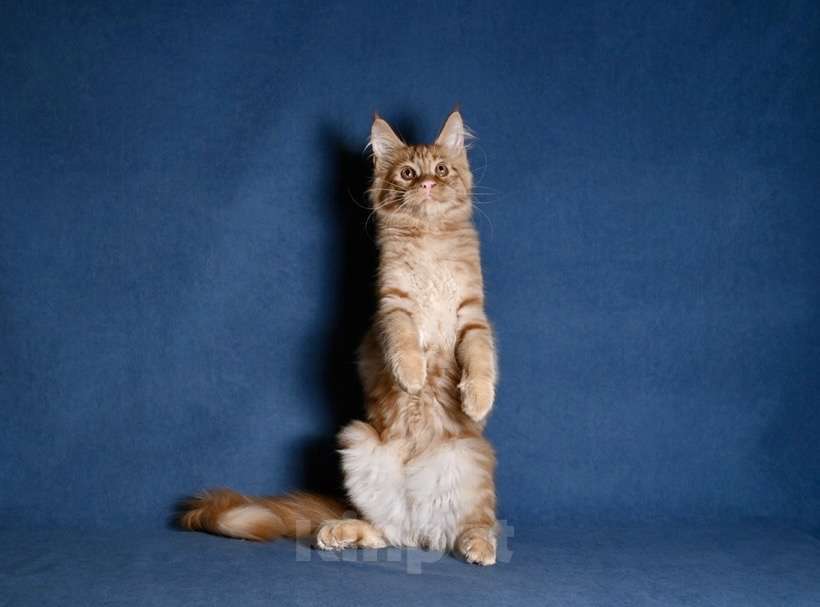 Кошки в Саратове: Мейн кун Девочка, 50 000 руб. - фото 3