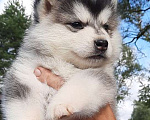Собаки в Твери: Девочка Аляскинский маламут  Девочка, Бесплатно - фото 2
