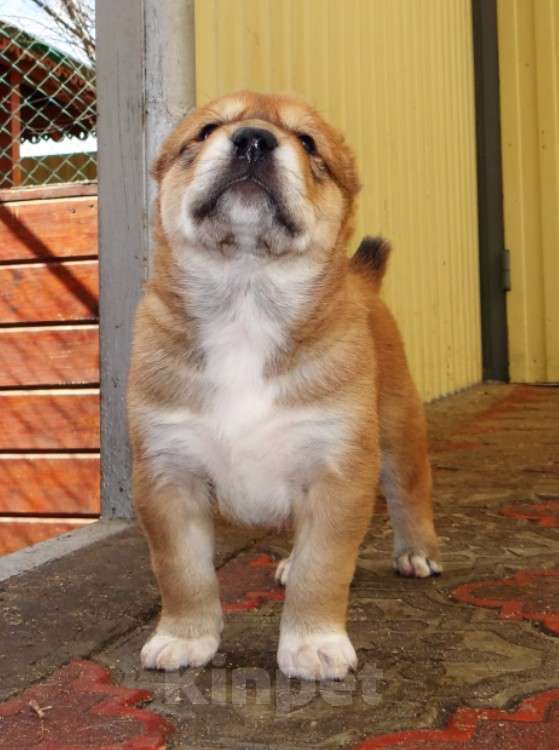 Собаки в Екатеринбурге: Щенок среднеазиатской овчарки (алабай) Мальчик, 50 000 руб. - фото 3