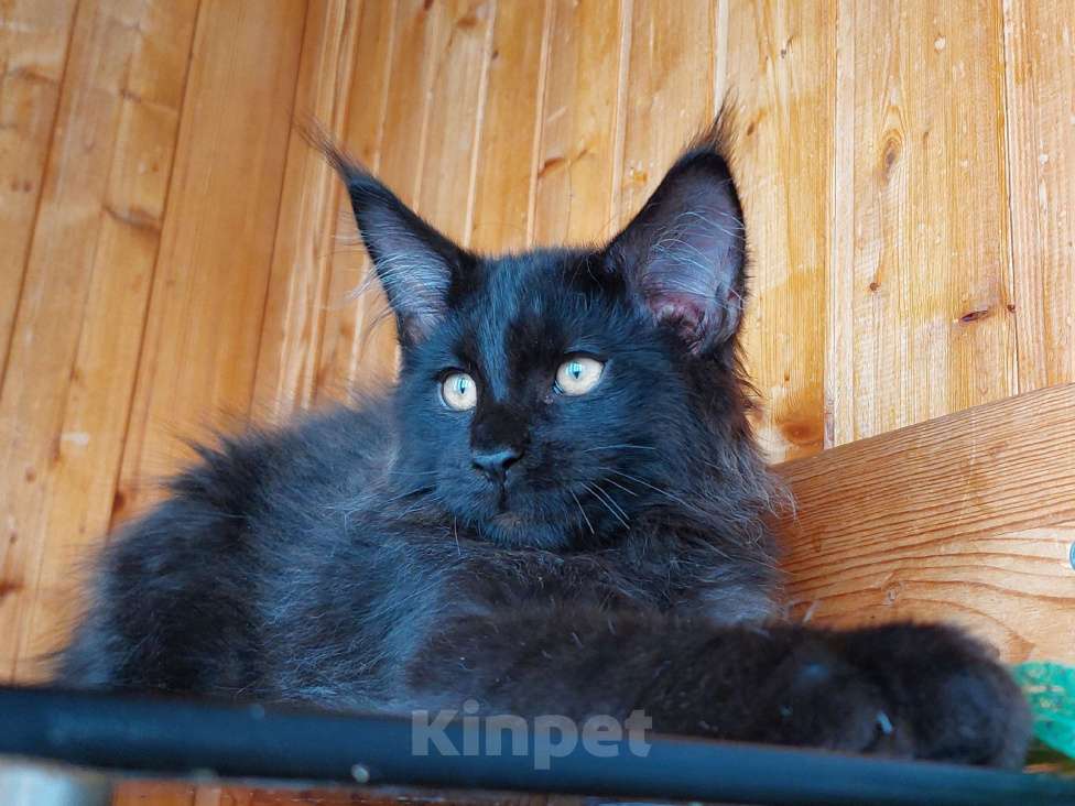 Кошки в Москве: Котенок Мальчик, 1 руб. - фото 1