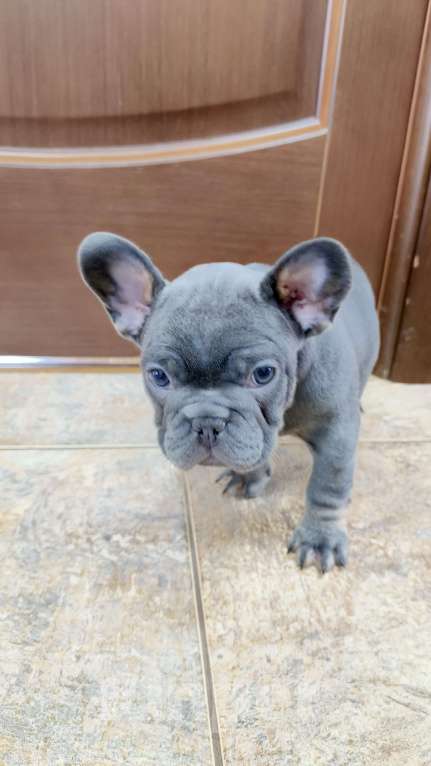 Собаки в Белореченске: Французский бульдог Девочка, Бесплатно - фото 8