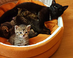 Кошки в Бронницах: Котята в добрые заботливые руки. Мальчик, Бесплатно - фото 4