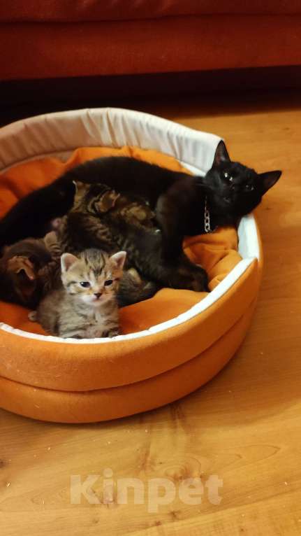 Кошки в Бронницах: Котята в добрые заботливые руки. Мальчик, Бесплатно - фото 4