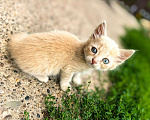 Кошки в Казани: Котенок в добрые руки Мальчик, Бесплатно - фото 2