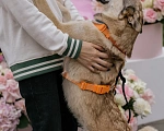 Собаки в Москве: Поцелуйчик каждый день  Мальчик, 1 руб. - фото 6