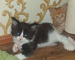 Кошки в Дмитрове: Малыши полидакты Мальчик, 32 000 руб. - фото 6
