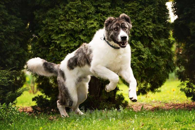 Собаки в Москве: Кавказский волкодав в добрые руки. Мальчик, Бесплатно - фото 2
