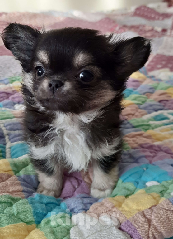 Собаки в Москве: Триколорный мальчик чихуахуа Мальчик, 25 000 руб. - фото 3
