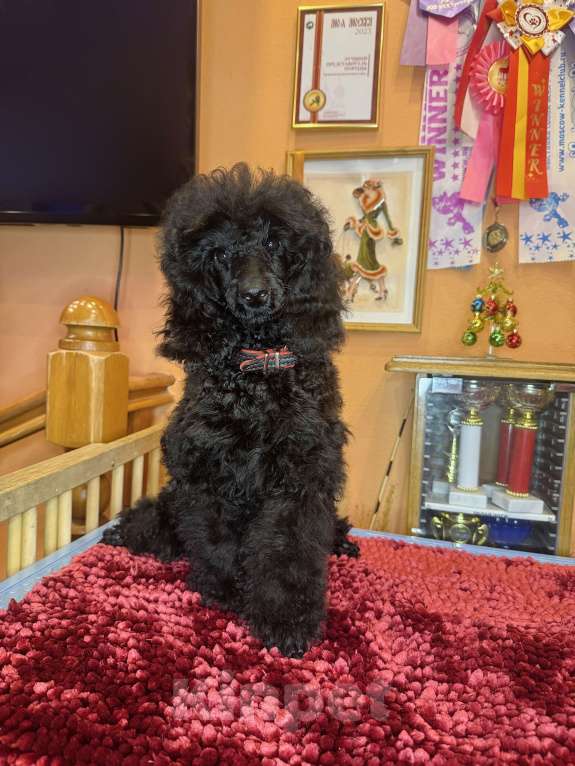 Собаки в Москве: Щенок среднего пуделя  Девочка, Бесплатно - фото 1