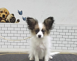 Собаки в Челябинске: Малыши папийона Разнополые, 50 000 руб. - фото 6