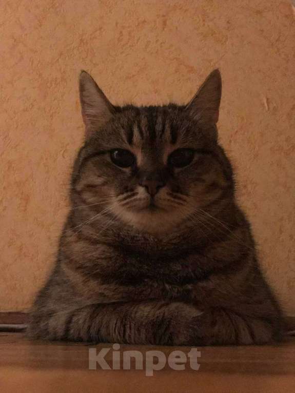 Кошки в Ростове-на-Дону: Кошечка "Симба" Девочка, Бесплатно - фото 1