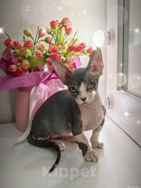 Кошки в Екатеринбурге: Канадский сфинкс котенок  Мальчик, 60 000 руб. - фото 1