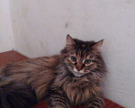 Кошки в Гагарине: Животные, 100 руб. - фото 5