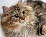 Кошки в Ливны: Роскошные сибирские котята, 6 000 руб. - фото 4