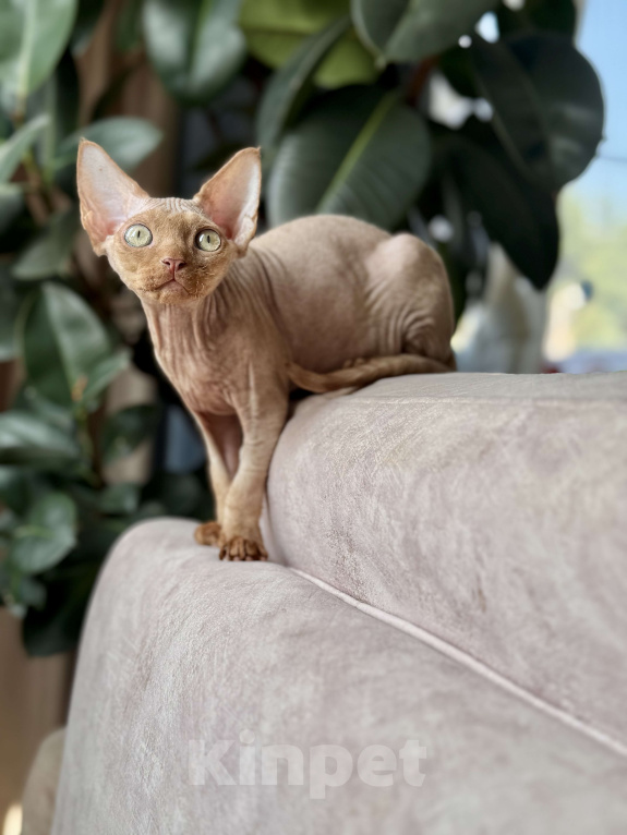 Кошки в Москве: Шоколадный мальчик Qwartz Queen  Мальчик, 50 000 руб. - фото 4