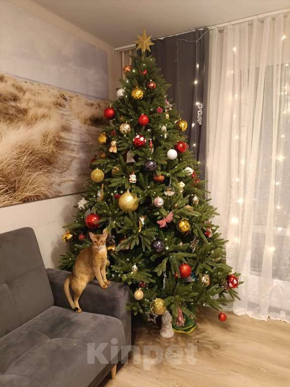 Кошки в Санкт-Петербурге: Абиссинская кошка Девочка, Бесплатно - фото 4