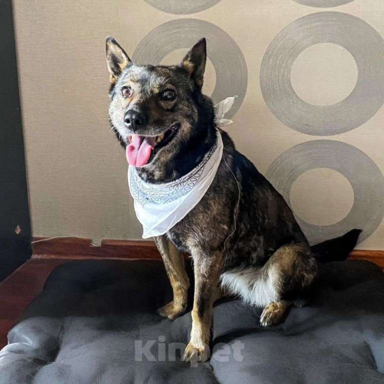 Собаки в Москве: Нельма, миниатюрная собачка с грустной судьбой Девочка, Бесплатно - фото 2