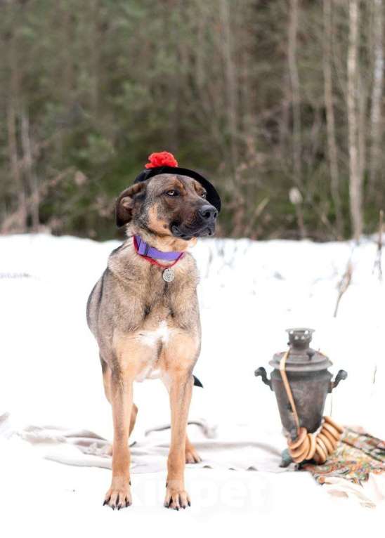 Собаки в Москве: Хан. Сочетание грозного вида и добрейшего сердца Мальчик, Бесплатно - фото 4