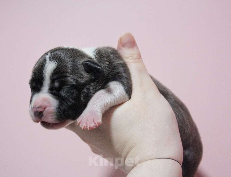 Собаки в Москве: Шикарные малыши амстаффа  Мальчик, 80 000 руб. - фото 4