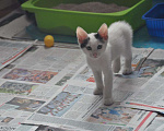 Кошки в Москве: Белый котик с двумя пятнами на головке Мальчик, Бесплатно - фото 5