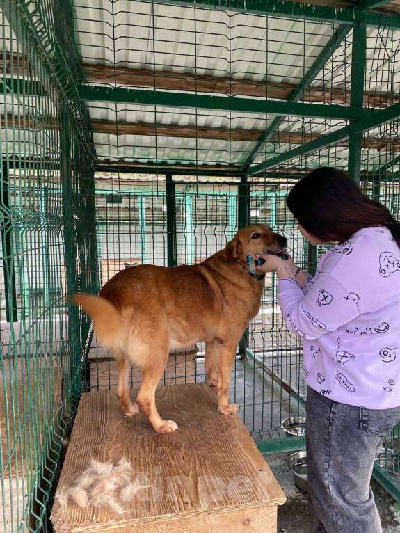 Собаки в других городах Краснодарского края: Молли из приюта Поводог Сочи (отправим в любой город) Девочка, Бесплатно - фото 7