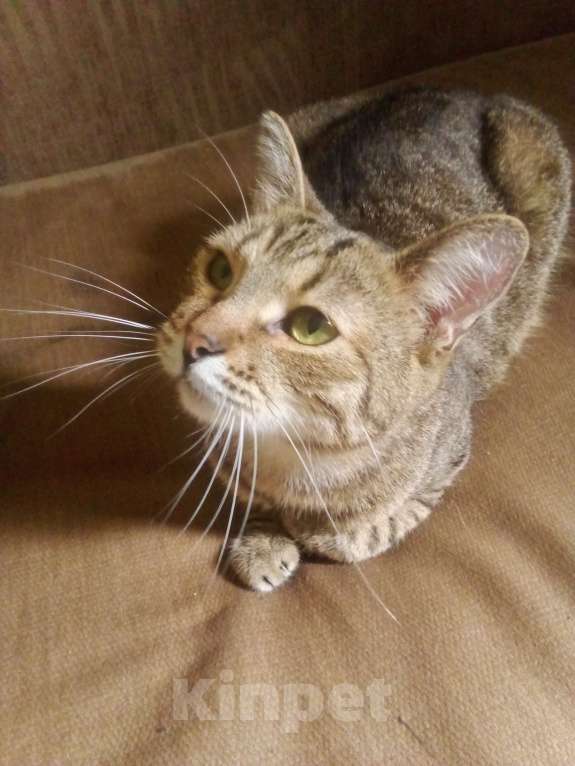 Кошки в Пензе: Отдам бесподобного кота Мальчик, Бесплатно - фото 4