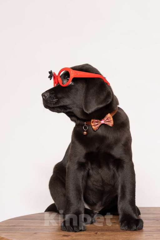 Собаки в Курске: Щеночки девочки лабрадора ретривера  Девочка, Бесплатно - фото 2