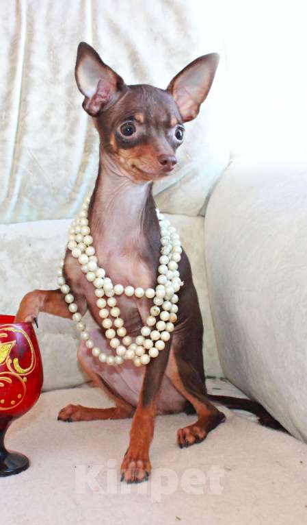 Собаки в Волгограде: Девочка Девочка, 25 000 руб. - фото 1