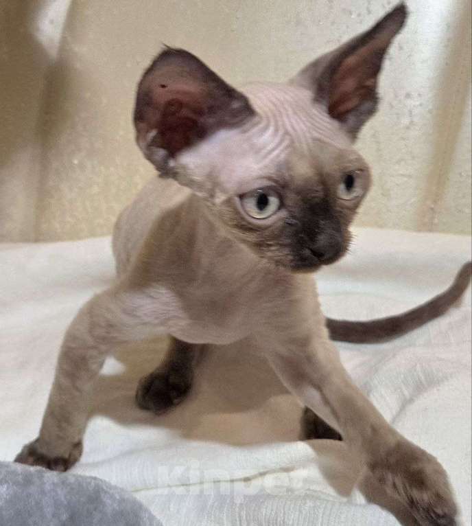 Кошки в Москве: Котята девон рекс Мальчик, 85 000 руб. - фото 3