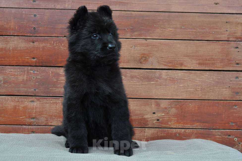 Собаки в Воронеже: Немецкая овчарка длинношерстная черная Девочка, 80 000 руб. - фото 1