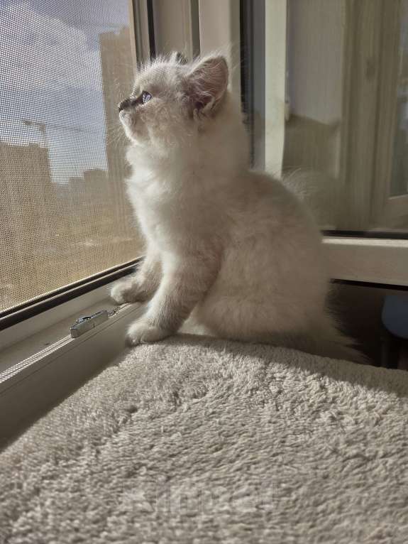 Кошки в Москве: Котенок невской маскарадной Мальчик, Бесплатно - фото 3