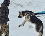 Собаки в Кемерово: Подросток ВЕО с хорошей  родословной Девочка, 60 000 руб. - фото 5