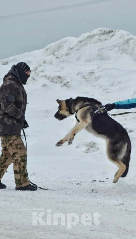 Собаки в Кемерово: Подросток ВЕО с хорошей  родословной Девочка, 60 000 руб. - фото 5