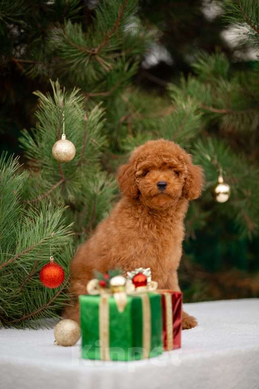 Собаки в других городах Краснодарского края: Щенок той пуделя Мальчик, 80 000 руб. - фото 5