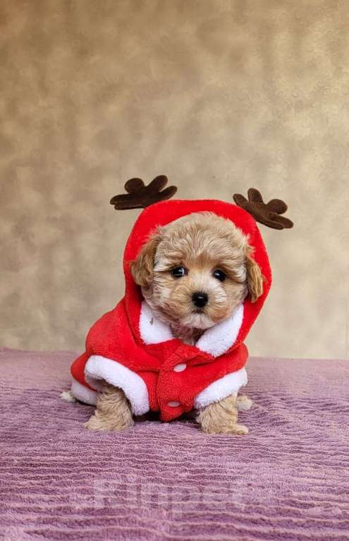 Собаки в Сочи: Вязка Мальтипу в Сочи Мальчик, Бесплатно - фото 3