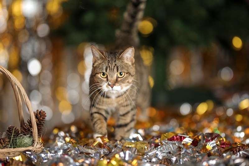 Кошки в Москве: Британская кошка Нянко в добрые руки Девочка, Бесплатно - фото 4