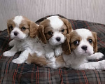 Собаки в Москве: Кавалер Кинг Чарльз спаниель щеночки.  Девочка, 110 000 руб. - фото 1
