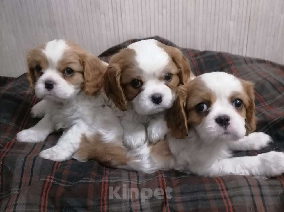Собаки в Москве: Кавалер Кинг Чарльз спаниель щеночки.  Девочка, 110 000 руб. - фото 1