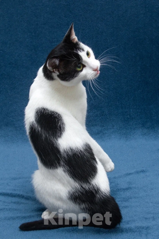 Кошки в Москве: Зеленоглазый кот в добрые руки Мальчик, 10 руб. - фото 6