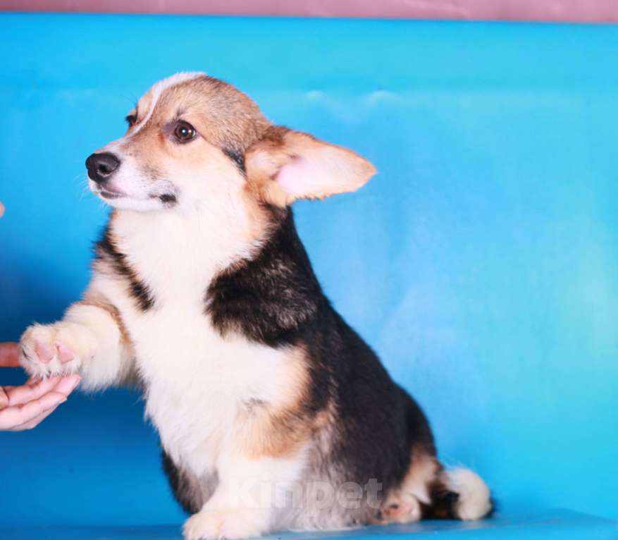 Собаки в Москве: вельш корги пемброк щенки Мальчик, 70 000 руб. - фото 1