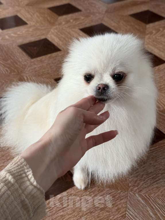 Собаки в Москве: Померанский шпиц взрослая девочка 3.5года  Девочка, 9 000 руб. - фото 6