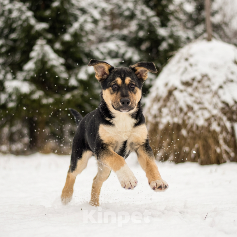 Собаки в Москве: щенок Ника ищет семью Девочка, Бесплатно - фото 4