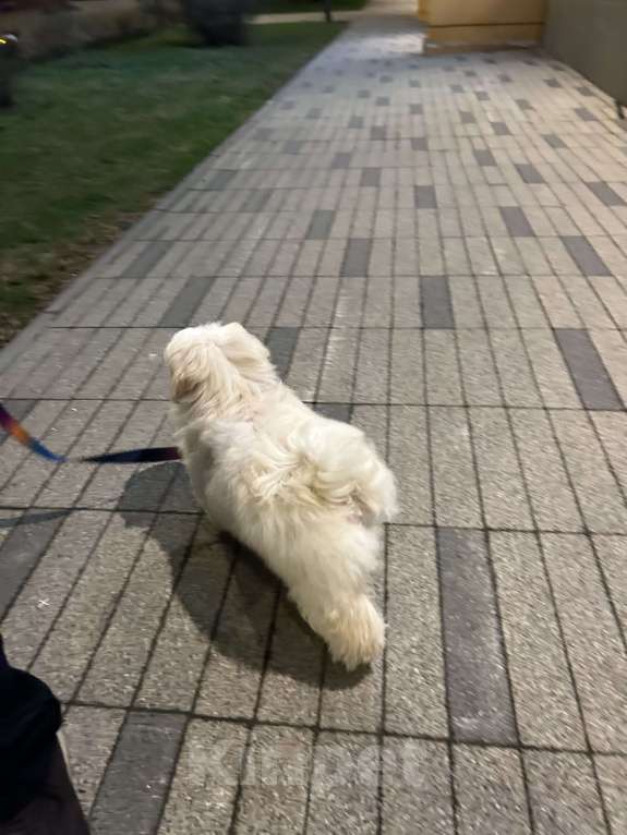 Собаки в Москве: Русская цветная болонка Мальчик, 40 000 руб. - фото 5