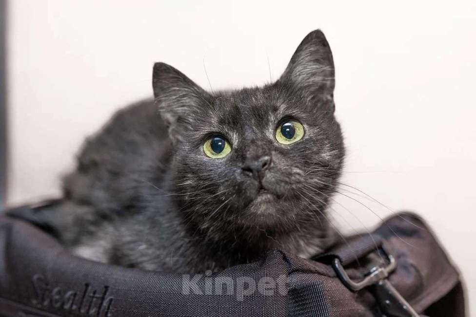 Кошки в Калуге: Кошка - кенгурёшка Фенечка ищет добрые руки. Девочка, Бесплатно - фото 2