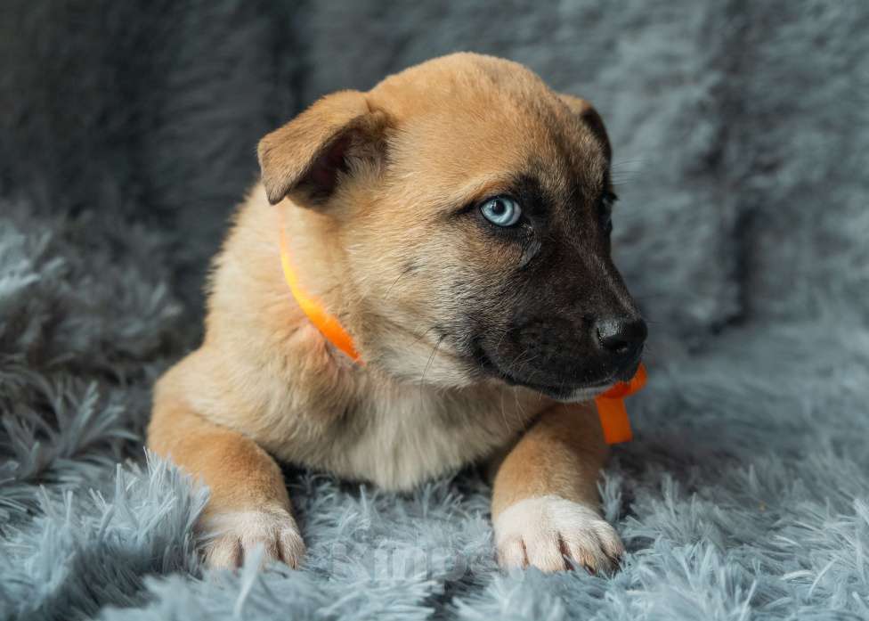 Собаки в Подольске: Маленькому Алмазу нужен дом  Мальчик, Бесплатно - фото 2