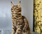 Кошки в Москве: Котёнок Мейн-кун Девочка Девочка, 39 000 руб. - фото 3