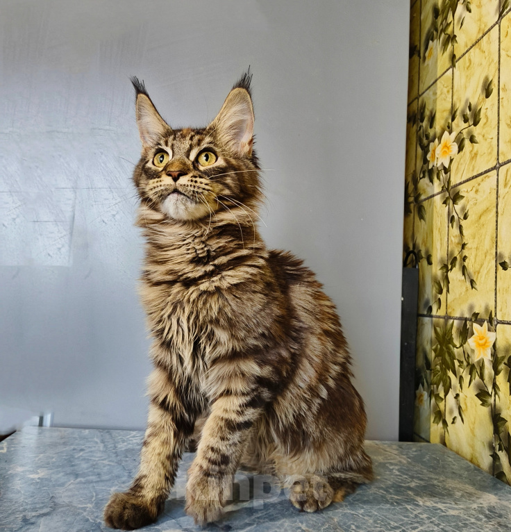 Кошки в Москве: Котёнок Мейн-кун Девочка Девочка, 39 000 руб. - фото 3