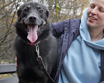 Собаки в Зеленограде: Арчи ищет дом Мальчик, Бесплатно - фото 8