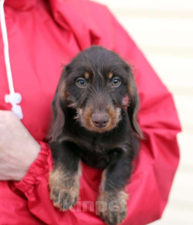 Собаки в Москве: Жесткошерстная такса Мальчик, 45 000 руб. - фото 2